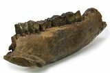 Fossil Rhino (Coelodonta) Right Mandible - Germany #295840-1